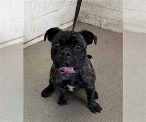 Pug-Unknown Mix Dogs for adoption in San Bernardino, CA, USA