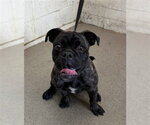 TARZAN - Female Pug-Unknown Mix Dog for Adoption - Small photo