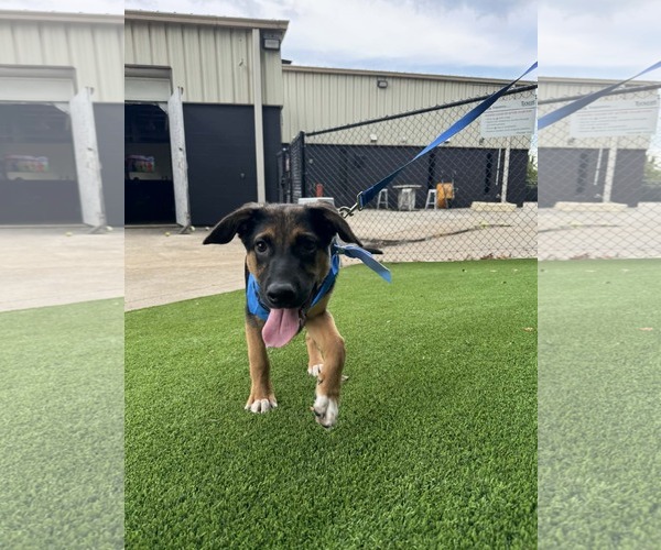 Medium Photo #2 German Shepherd Dog-Unknown Mix Puppy For Sale in Holly Springs, NC, USA
