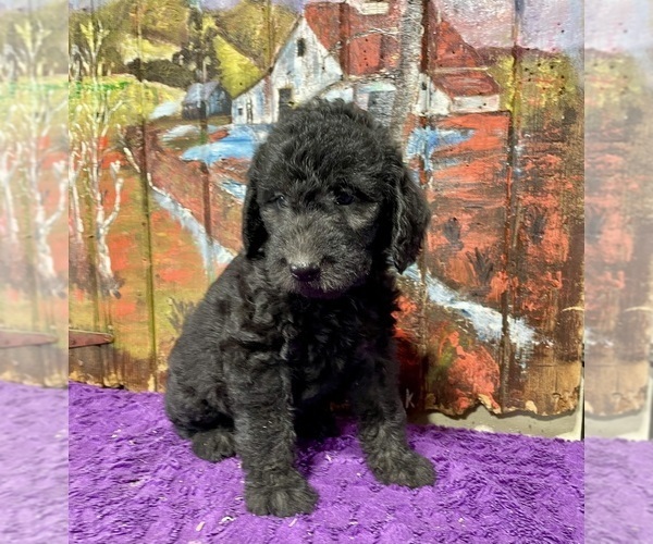 Medium Photo #3 Labradoodle Puppy For Sale in CRAIG, NE, USA