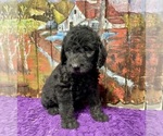 Small Photo #20 Labradoodle Puppy For Sale in CRAIG, NE, USA