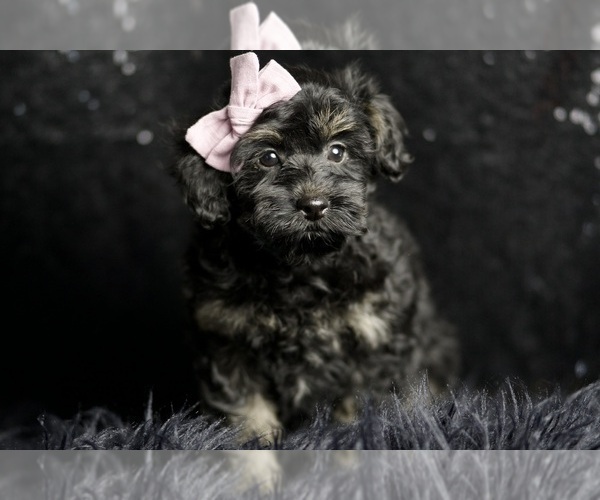 Medium Photo #3 Morkie Puppy For Sale in WARSAW, IN, USA