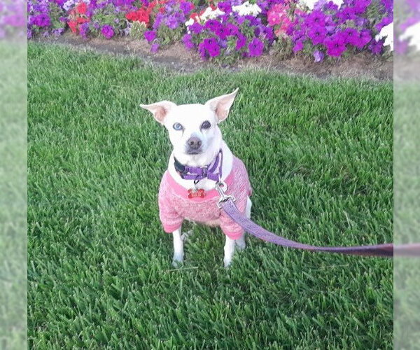 Medium Photo #17 Chihuahua-Unknown Mix Puppy For Sale in San Diego, CA, USA