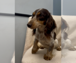 Small #2 Dachshund
