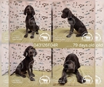 Puppy Girl 043126F04R German Shorthaired Pointer