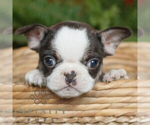 French Bulldog Puppy for sale in RONKS, PA, USA