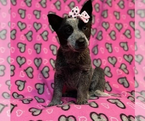 Australian Cattle Dog Puppy for sale in LAKELAND, FL, USA