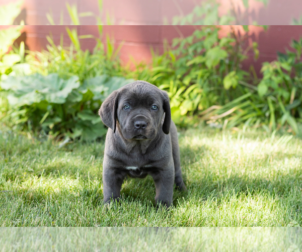 Medium Photo #8 Cane Corso Puppy For Sale in WAKARUSA, IN, USA
