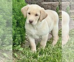 Puppy Clover Labrador Retriever