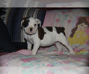 Olde English Bulldogge Puppy for sale in TONOPAH, AZ, USA
