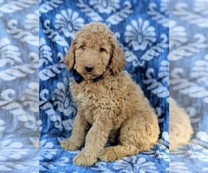 Poodle (Standard) Puppy for sale in LANCASTER, PA, USA