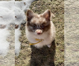 Pomeranian Puppy for sale in N NATICK, MA, USA