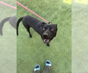 Labrador Retriever Dogs for adoption in FRAMINGHAM, MA, USA