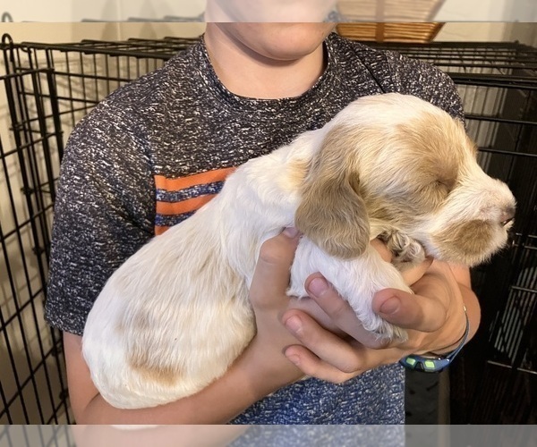Medium Photo #24 Labradoodle Puppy For Sale in MIFFLINBURG, PA, USA