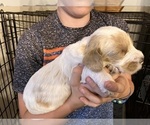Small Photo #24 Labradoodle Puppy For Sale in MIFFLINBURG, PA, USA