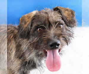 Mutt Dogs for adoption in Pasadena, CA, USA