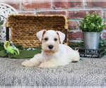 Small #9 Schnauzer (Miniature)