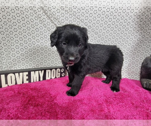 Medium Photo #56 Golden Mountain Dog Puppy For Sale in BLACK FOREST, CO, USA