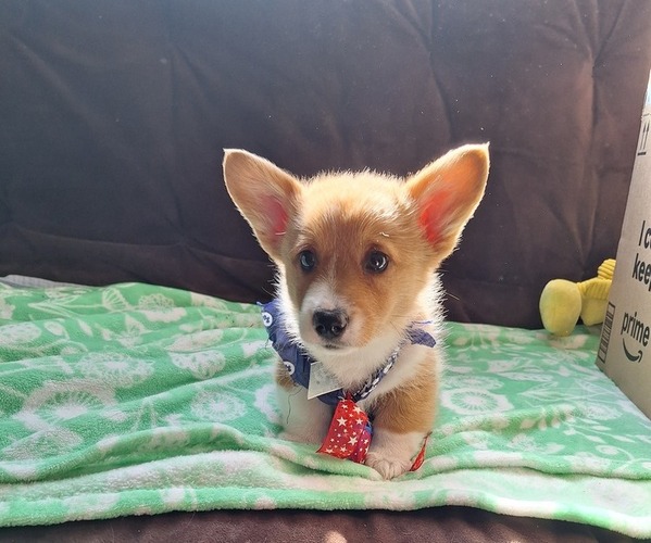 Medium Photo #35 Pembroke Welsh Corgi Puppy For Sale in ARROYO GRANDE, CA, USA