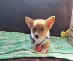 Small #34 Pembroke Welsh Corgi
