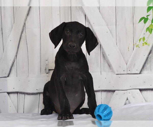 Medium Photo #1 Unknown-Weimaraner Mix Puppy For Sale in Oroville, CA, USA