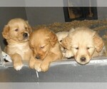 Small Photo #7 Golden Retriever Puppy For Sale in VERMONTVILLE, MI, USA