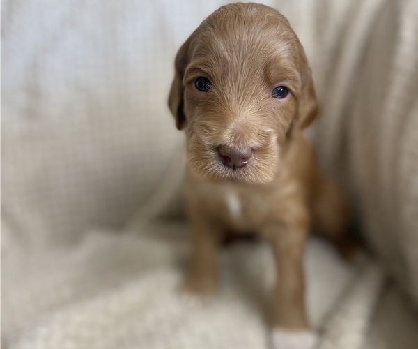 Medium Photo #1 Goldendoodle Puppy For Sale in ROANOKE, TX, USA