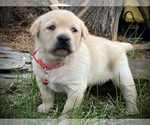 Image preview for Ad Listing. Nickname: Trixy