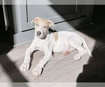 Small #11 Great Dane Mix