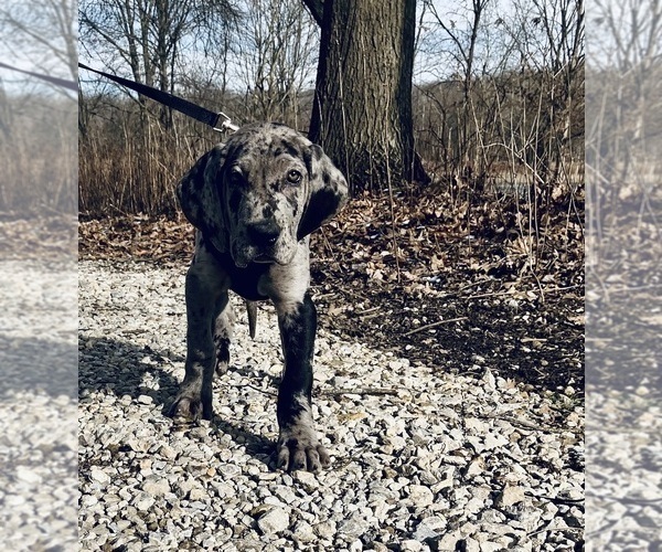 Medium Photo #6 Great Dane Puppy For Sale in COLUMBUS, OH, USA