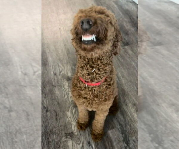 Medium Photo #5 Mutt Puppy For Sale in Valrico, FL, USA