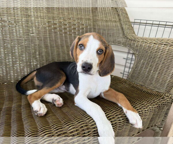 Medium Photo #2 Mutt Puppy For Sale in Roxboro, NC, USA