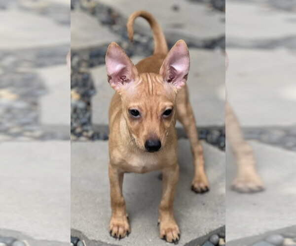 Medium Photo #4 Chihuahua-Unknown Mix Puppy For Sale in Dana Point, CA, USA