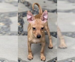 Scotty - Male Chihuahua-Unknown Mix Dog for Adoption - Photo #4