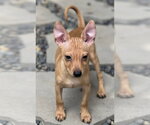 Small Photo #4 Chihuahua-Unknown Mix Puppy For Sale in Dana Point, CA, USA