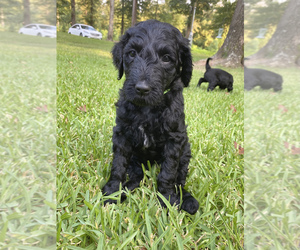 Goldendoodle-Poodle (Standard) Mix Puppy for sale in TIMPSON, TX, USA