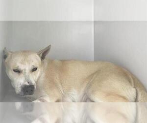 Labsky Dogs for adoption in Houston, TX, USA