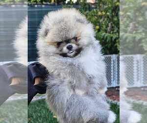 Pomeranian Puppy for sale in STOCKTON, CA, USA