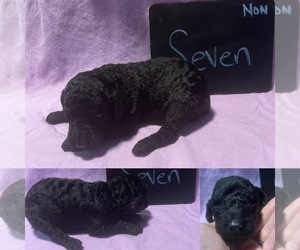 Poodle (Standard) Puppy for sale in LAKE BUTLER, FL, USA
