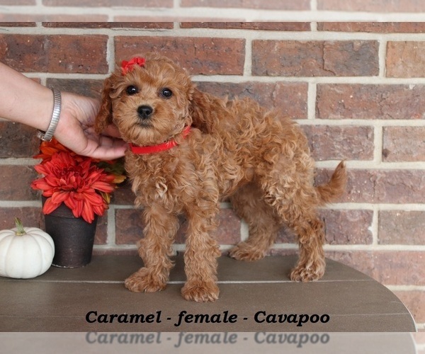 Medium Photo #2 Cavapoo (Miniature) Puppy For Sale in CLARKRANGE, TN, USA