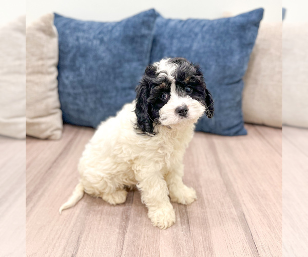 Medium Photo #3 Cavapoo (Miniature) Puppy For Sale in DUNDEE, OH, USA