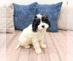 Small #2 Cavapoo (Miniature)