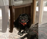 Small #3 Pug