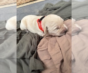 Medium Golden Labrador
