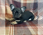 Small #4 French Bulldog