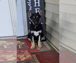 Longhorn (NY-Shari) - Female Shepweiller Dog for Adoption - Small photo