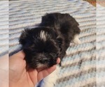 Small #8 Shih-Poo