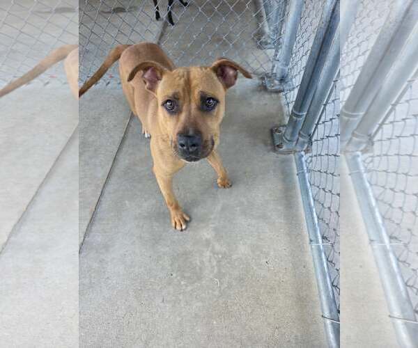 Medium Photo #3 Black Mouth Cur-Unknown Mix Puppy For Sale in Rockaway, NJ, USA