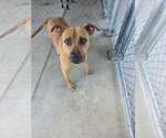 Small #2 Black Mouth Cur Mix