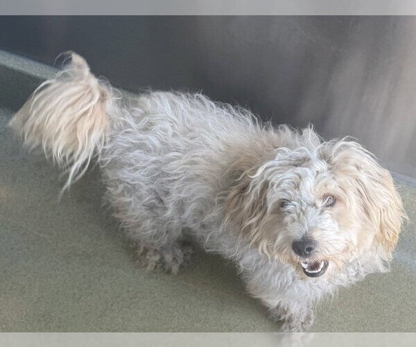 Medium Photo #1 Poodle (Miniature)-Unknown Mix Puppy For Sale in San Martin, CA, USA